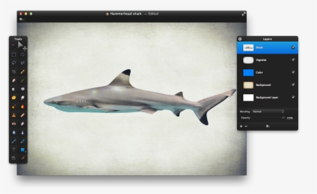 Tiger Shark, HD Png Download, Free Download