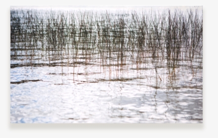 Reeds Web, HD Png Download, Free Download