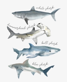 Tshirt Shark Watercolor - Shark Watercolor, HD Png Download, Free Download