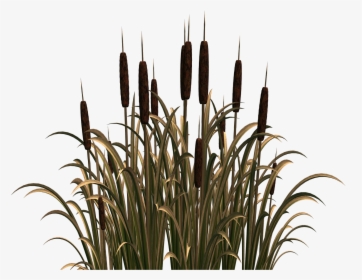 Flower, HD Png Download, Free Download