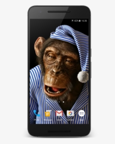 Monkey Live Wallpaper - Funny Live Wallpaper For Iphone, HD Png Download, Free Download