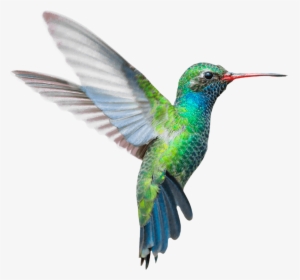 Bird Png Images - Libre De Droit Colibri, Transparent Png, Free Download