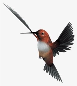 Hummingbird Flight Parrot - Hummingbird Flying Png, Transparent Png, Free Download