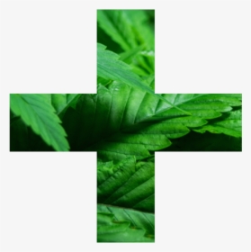 Medical Marijuana Illinois - Leaf, HD Png Download, Free Download