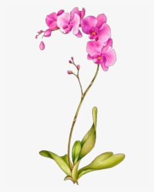 Transparent Orchidee Clipart - Single Orchid Painting, HD Png Download, Free Download