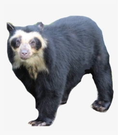 Spectacled Bear Vector By Phoenixtdm Dcek9fs-fullview - Spectacled Bear South American Bear, HD Png Download, Free Download