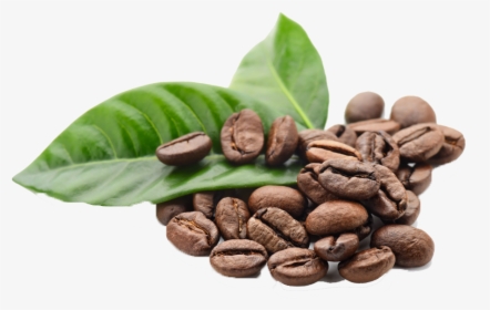 Coffee Beans Png Hd Images - Roasted Coffee Bean Png, Transparent Png, Free Download