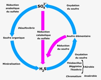 Cycle Du Soufre Clip Arts - Simple Sulfur Cycle Diagram, HD Png Download, Free Download