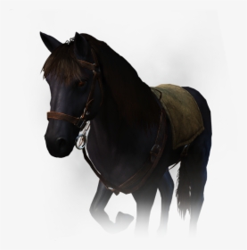 Witcher Wiki - Pure Bred Nilfgaardian Thoroughbred Stallion, HD Png Download, Free Download