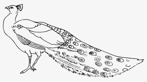 Clip Art Image Black And - Clipart Of Peacock Black And White, HD Png Download, Free Download