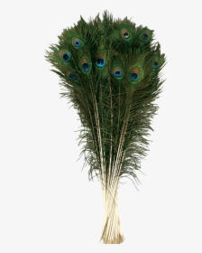 Natural Peacock Tail Plume - Lông Chim Công Phong Thủy, HD Png Download, Free Download