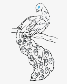 How To Draw Peacock - Draw A Peacock Easy, HD Png Download, Free Download