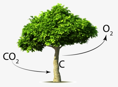 A Brief History Of The Earth’s Co2 - Trees Taking In Carbon Dioxide, HD Png Download, Free Download