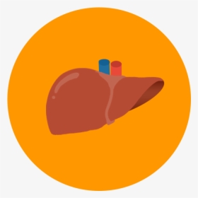 Liver Icon Png, Transparent Png, Free Download