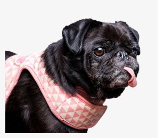 Breed,dog Collar,snout,dog Clothes,companion Group,toy - Pug, HD Png Download, Free Download
