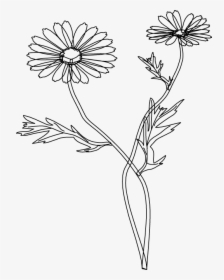Chamomile, HD Png Download, Free Download
