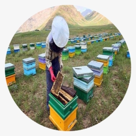Natural Honey - Honeybee, HD Png Download, Free Download