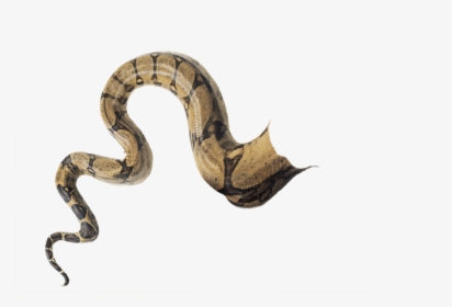 Snaketail Transparent Doctoreno By - Snake Man, HD Png Download, Free Download