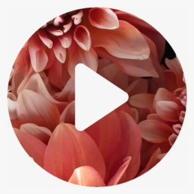 Flowers Play - Crystal, HD Png Download, Free Download