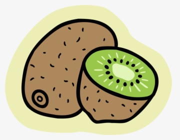 Vector Illustration Of Kiwifruit, Chinese Gooseberry, HD Png Download, Free Download