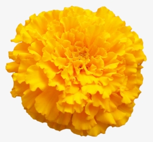 Marigold Png Photo - Transparent Marigold Flower Png, Png Download, Free Download