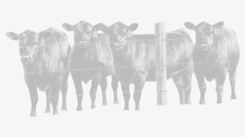 Burns Angus Farm, HD Png Download, Free Download