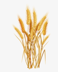 E Ad F - Wheat Clipart Png, Transparent Png, Free Download