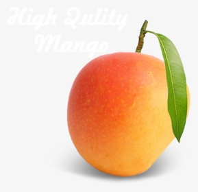 Alphonso Mango - Seedless Fruit, HD Png Download, Free Download