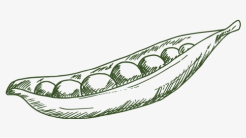 Etchanimal Legumes 01 - Illustration, HD Png Download, Free Download