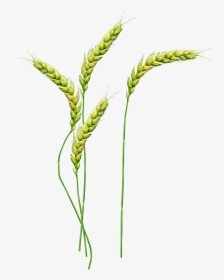 Wheat Png - Wheat Plant Png, Transparent Png, Free Download
