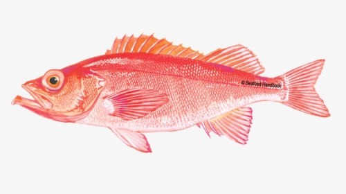 Rockfish - Red Grouper Png, Transparent Png, Free Download