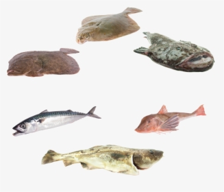 Noordzee Vis - Cartilaginous Fish, HD Png Download, Free Download