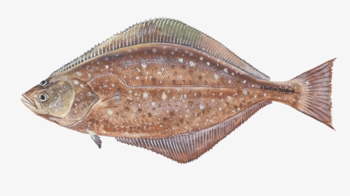 Halibut - Flounder Fish Transparent Png, Png Download, Free Download