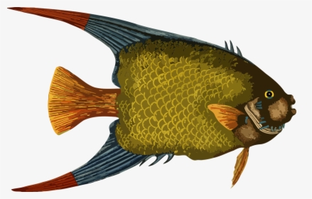Tropical Fish Drawing, HD Png Download, Free Download