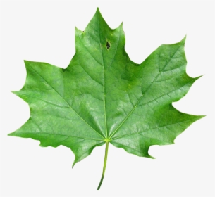 Transparent Leaves - Maple Leaf, HD Png Download, Free Download