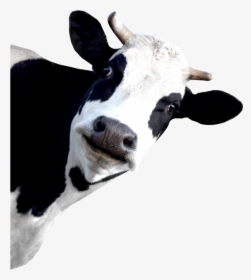Dairy Cow White Background, HD Png Download, Free Download