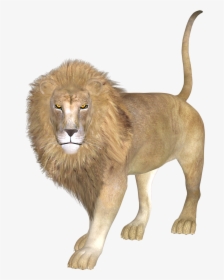 East African Lion Asiatic Lion - Leon Asiatico Png, Transparent Png, Free Download
