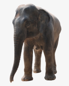 African-elephant - Photoshop Elephant Png, Transparent Png, Free Download