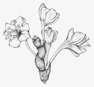 Bud Drawing Plant - Scientific Flower Drawing Png, Transparent Png, Free Download