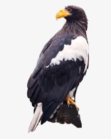Steller"s Sea Eagle Png , Png Download - White Tailed Eagle Png, Transparent Png, Free Download