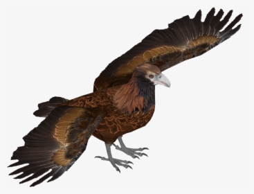 Wedge Tailed Eagle - Wedge Tailed Eagle Png, Transparent Png, Free Download