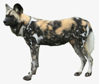 Transparent Animals Png - African Wild Dog Png, Png Download, Free Download
