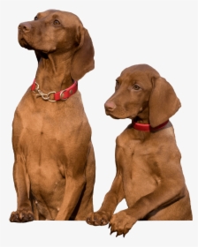 Download Fetch Two Dogs - Two Dogs Transparent Background, HD Png Download, Free Download