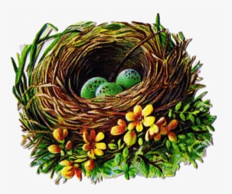 Transparent Nest Clipart - Printable Images Of Bird Nests, HD Png Download, Free Download