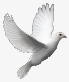 Columbidae Bird Perfect Flight White Dove Releases - White Dove, HD Png Download, Free Download