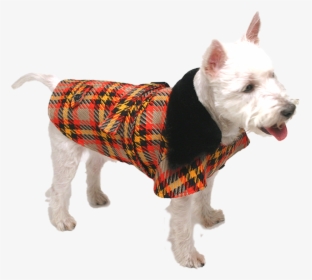 Transparent Trench Coat Png - West Highland White Terrier, Png Download, Free Download