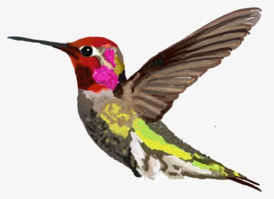 Calypte Anna - Ruby-throated Hummingbird, HD Png Download, Free Download