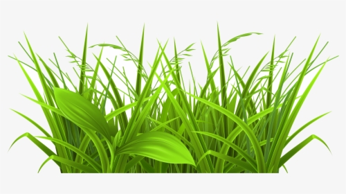 Grass Decorative Clipart Picture Gallery High Transparent - Grass Clipart, HD Png Download, Free Download