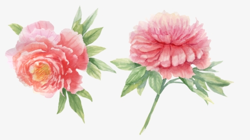 Peony, HD Png Download, Free Download