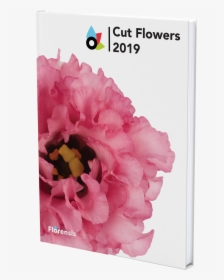 Catalogue - Cut Flowers Catalogue Holland, HD Png Download, Free Download